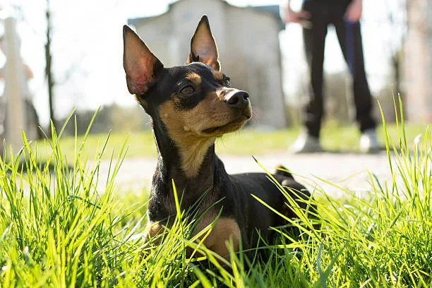 doberman mix with chihuahua Grooming and Care