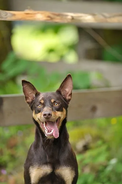 doberman mix with chihuahua Exercise Needs