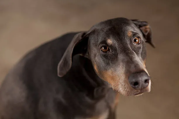 doberman mix with chihuahua Training and Socialization