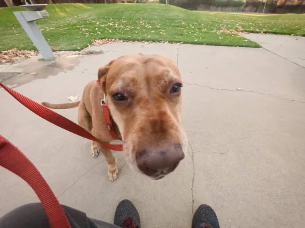 doberman mixed with chihuahua Adoption Considerations