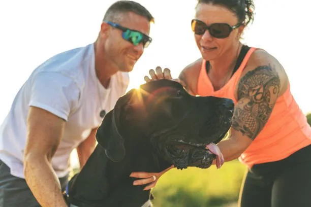 doberman mixed with chihuahua Exercise and Activity Needs