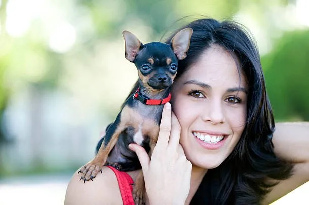 doberman mixed with chihuahua Adaptability to Living Spaces