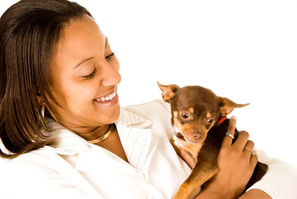 doberman mixed with chihuahua Diet and Nutrition