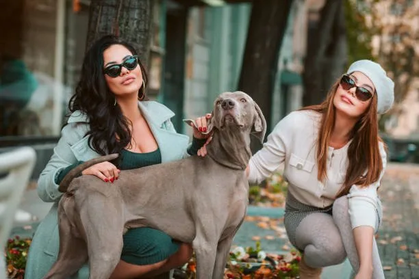 doberman mixed with chihuahua The Balancing Act of Mixed-Breed Temperaments