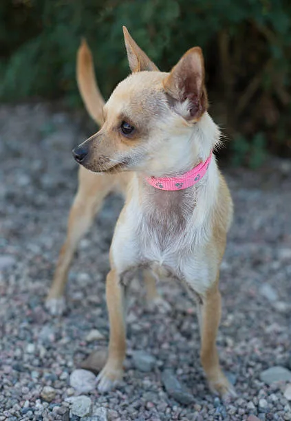  doberman pinscher and chihuahua mix Temperament Tendencies in the Doberhuahua Mix