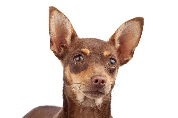  doberman pinscher and chihuahua mix Temperament and Personality
