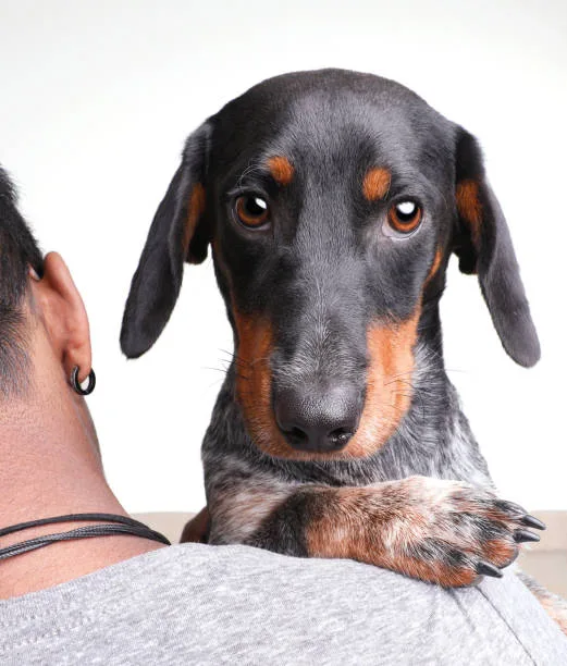  doberman pinscher and chihuahua mix Suitability as a Family Pet