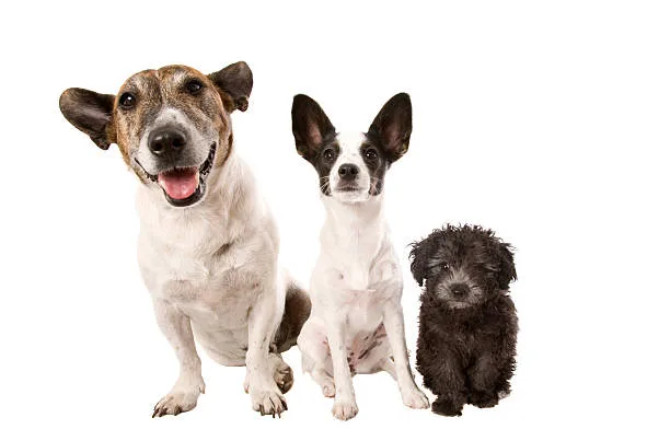  doberman pinscher and chihuahua mix Living with a Doberhuahua