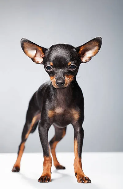  doberman pinscher and chihuahua mix Conclusion
