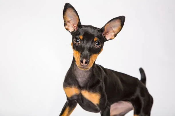  doberman pinscher and chihuahua mix Health and Happiness: Fostering a Thriving Doberhuahua