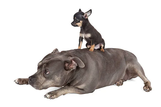  doberman pinscher and chihuahua mix Building Bonds: Training, Socialization, and Family Fit