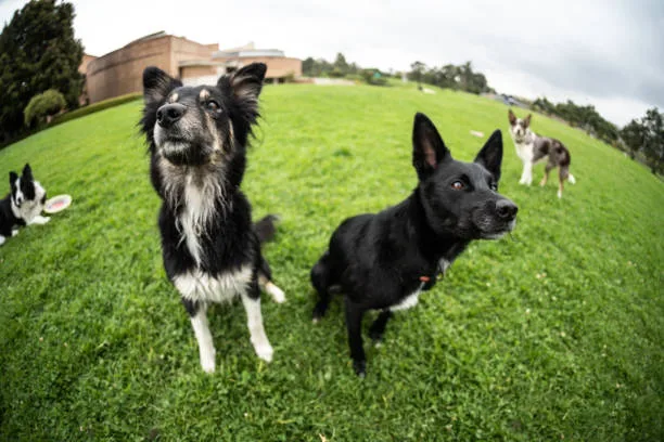  doberman pinscher and chihuahua mix Adoption and Rescue