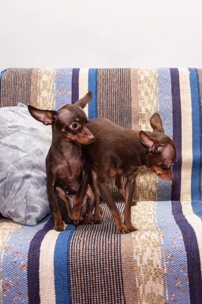  doberman pinscher and chihuahua mix Exercise and Activity Needs