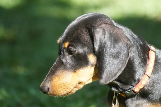  doberman pinscher chihuahua mix Behavioral and Social Aspects of the Doberhuahua