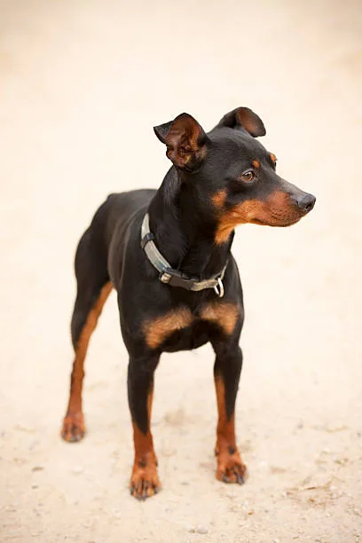  doberman pinscher chihuahua mix Adoption Tips: Finding Your Mix
