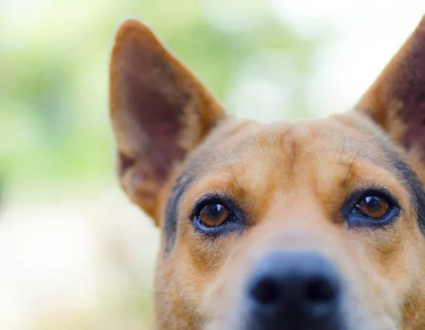  doberman pinscher chihuahua mix Health Considerations and Lifespan