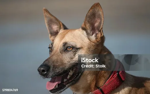  doberman pinscher chihuahua mix Training, Exercise, and Care Strategies for a Balanced Doberhuahua