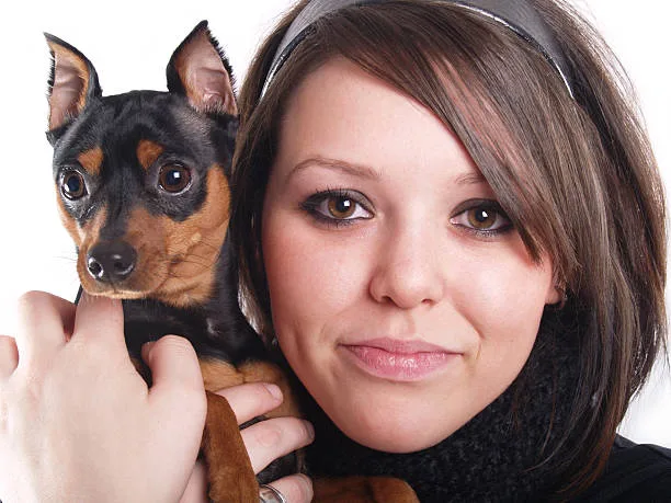  doberman pinscher chihuahua mix Conclusion: Is the Doberman Chihuahua Mix Right for You?