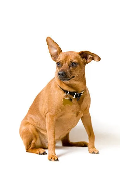  doberman pinscher chihuahua mix Training and Exercise Needs