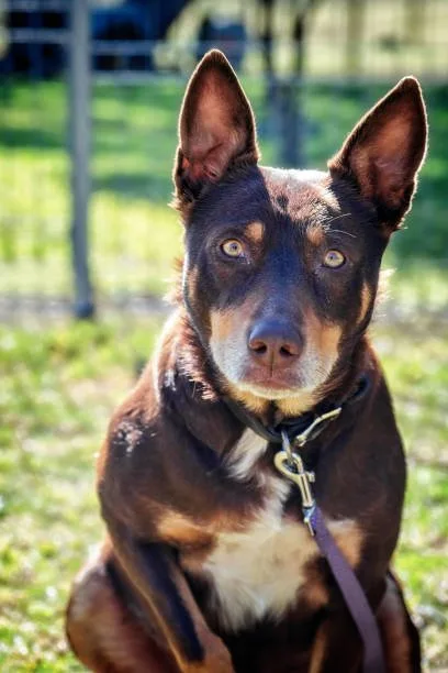  doberman pinscher chihuahua mix Community and Support for Doberman Chihuahua Mix Owners