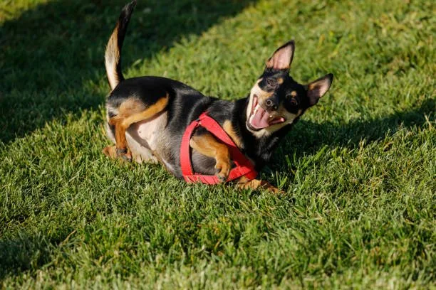 doberman pinscher chihuahua mix Understanding the Doberhuahua: A Unique Blend of Breeds