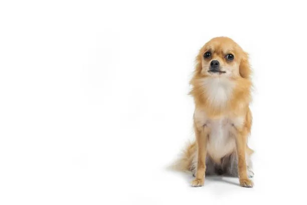  full grown pekingese chihuahua mix The Pekachi in the Home Environment