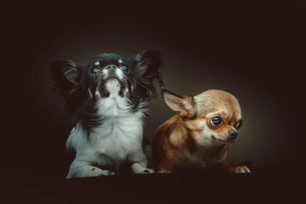  full grown pekingese chihuahua mix Health and Lifespan
