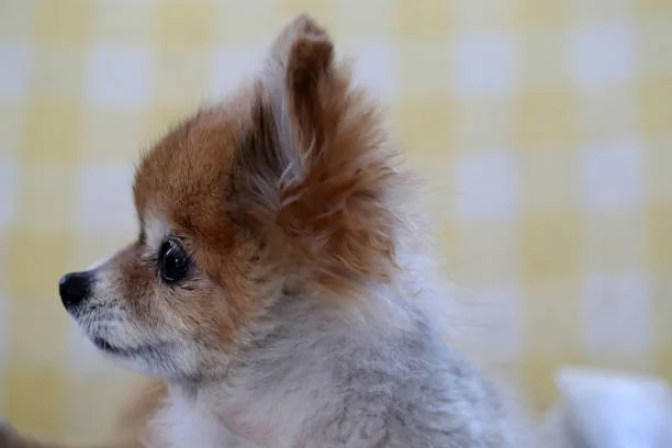  full grown pekingese chihuahua mix Personality and Temperament