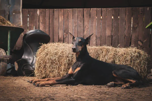 mini doberman and chihuahua mix Suitability for Families