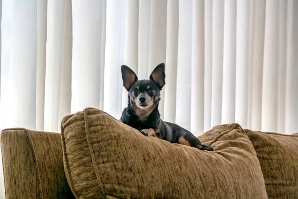 mini doberman and chihuahua mix Health and Lifespan