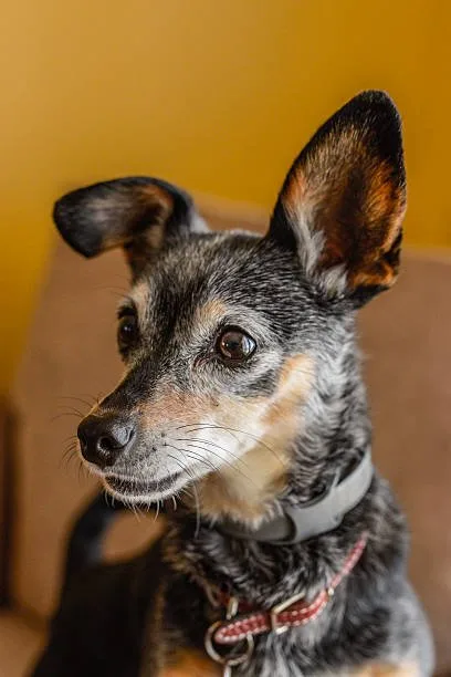 mini doberman and chihuahua mix Living Conditions