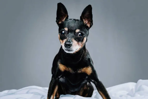 mini doberman and chihuahua mix Adoption and Rescue Options