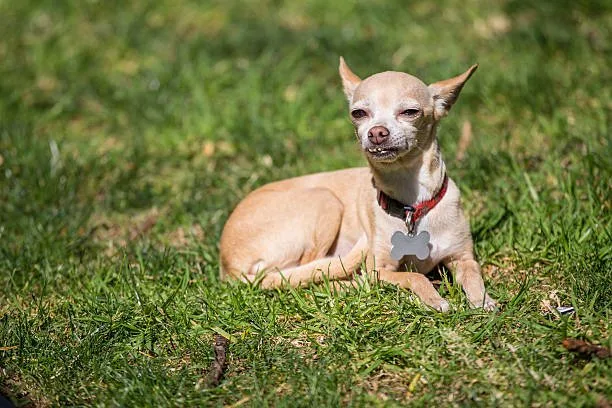 mini doberman and chihuahua mix Grooming Needs