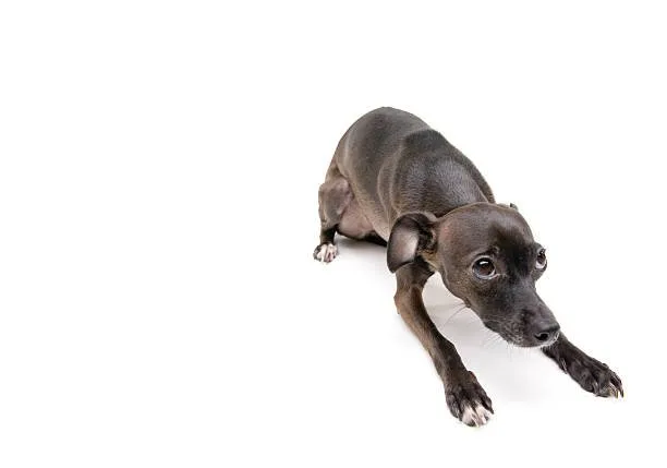 mini doberman and chihuahua mix Common Misconceptions