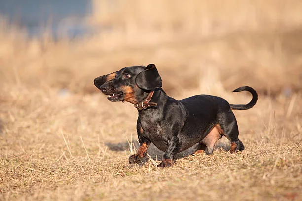 mini doberman and chihuahua mix Exercise Requirements