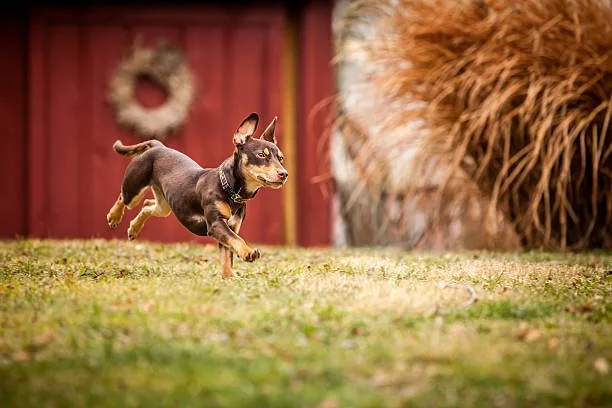  mini doberman chihuahua mix Health and Lifespan