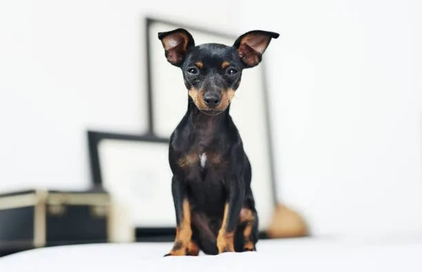  mini doberman chihuahua mix Designer Breed Dynamics: The Chiweenie and Doberhuahua Evolution