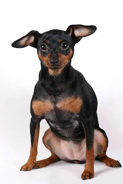  mini doberman chihuahua mix Living Accommodations