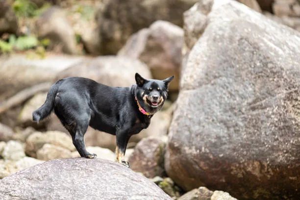  mini doberman chihuahua mix Ethical Considerations in Adoption and Breeding of Hybrid Dogs