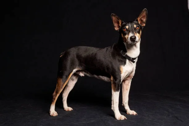  mini doberman chihuahua mix Training and Intelligence