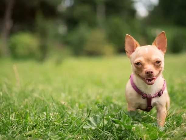  mini doberman chihuahua mix Adoption and Breeding Considerations