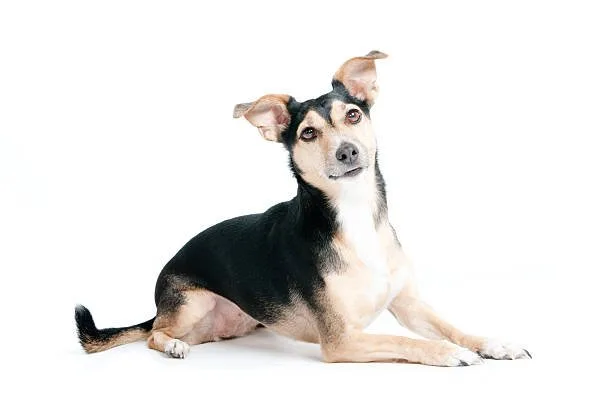  mini doberman chihuahua mix Compact Companions: The Allure of Miniature and Toy Breed Mixes