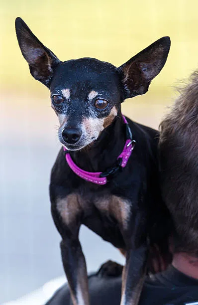  mini doberman chihuahua mix Cost of Ownership