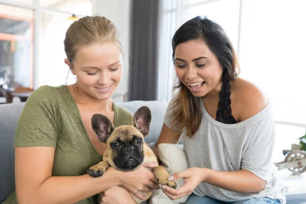 mini doberman mixed with chihuahua Health and Lifespan