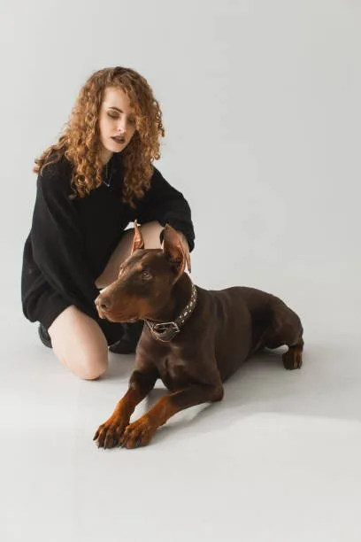 mini doberman mixed with chihuahua Suitability as a Family Pet