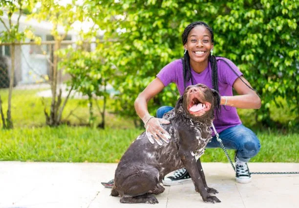 mini doberman mixed with chihuahua Genetic Makeup and Health of Doberman Chihuahua Mixes