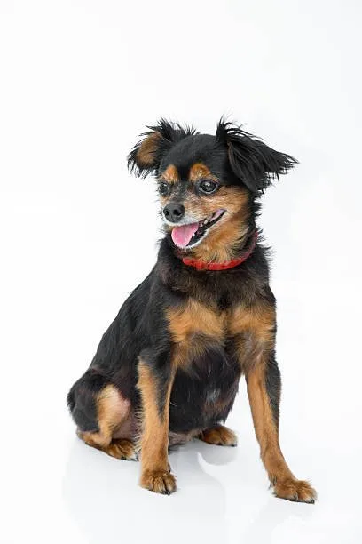 mini doberman pinscher chihuahua mix Beyond Cuteness: The Behavioral Spectrum of Chi Mix Breeds