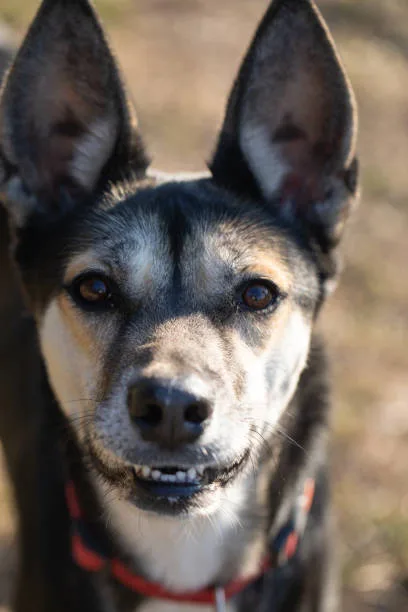 mini doberman pinscher chihuahua mix Health Considerations