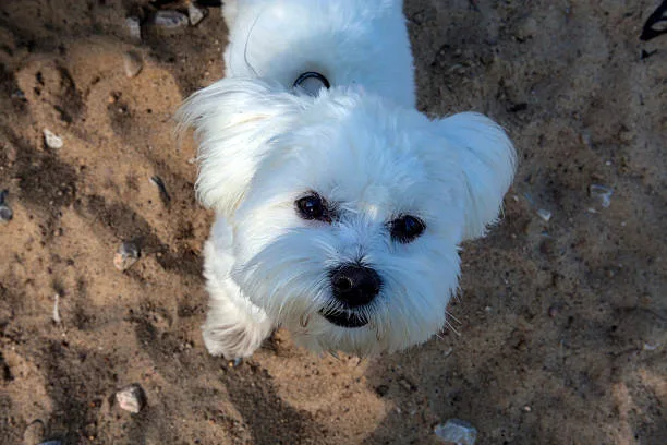  mini schnauzer and chihuahua mix Exercise and Activity Levels