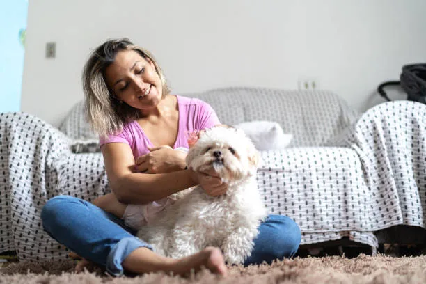 mini schnauzer mixed with chihuahua Diet and Nutrition